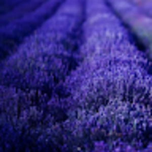 Meet your Posher, Thúy minh